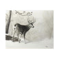 First Snow Classic Stretched Canvas