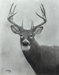 Watcher II – original charcoal on board, 11x14, whitetail buck portrait by Roger Fattig