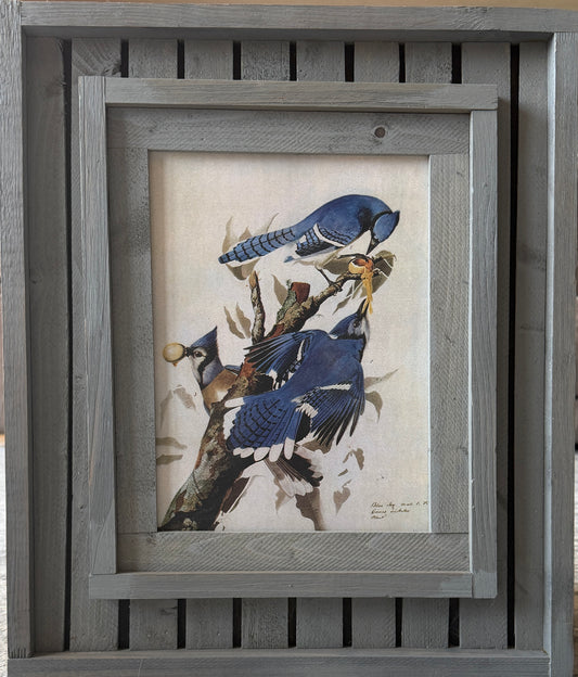 Blue Jays Audubon reproduction print in handcrafted rustic barnwood-style frame, 17x20.25 inches